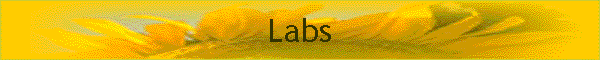 Labs