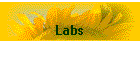 Labs